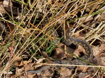 Eine Kreuzotter (Vipera berus) genießt die warmen Sonnenstrahlen im Pietzmoor bei Schneverdingen.