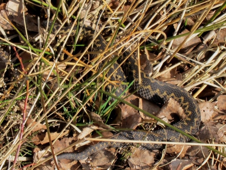 Eine Kreuzotter (Vipera berus) genießt die warmen Sonnenstrahlen im Pietzmoor bei Schneverdingen.