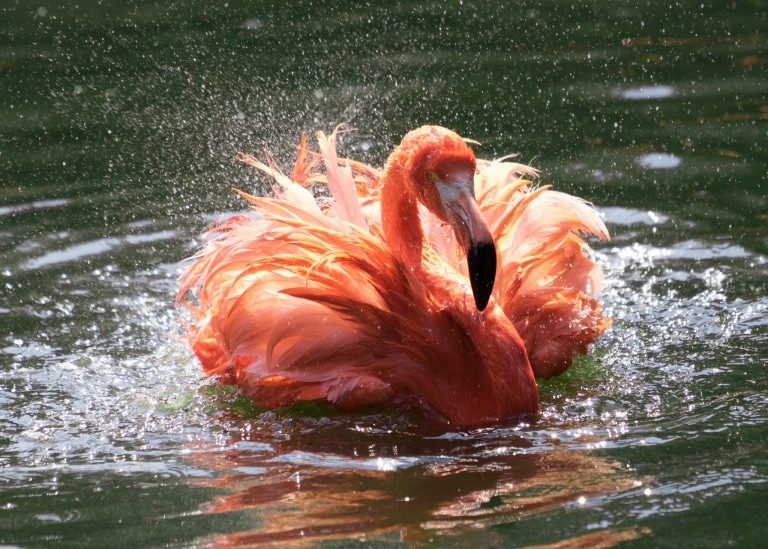 Der Kubaflamingo genießt die Abkühlung im Wasserbecken. Foto: Weltvogelpark Walsrode
