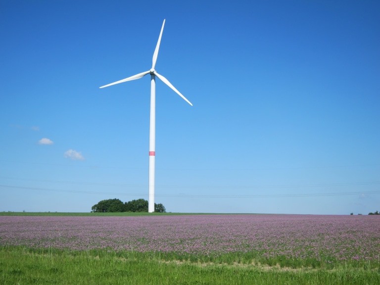 Nein, nicht die Heide blüht im Wendland, sondern der Schnittlauch. Feld bei Beesem.