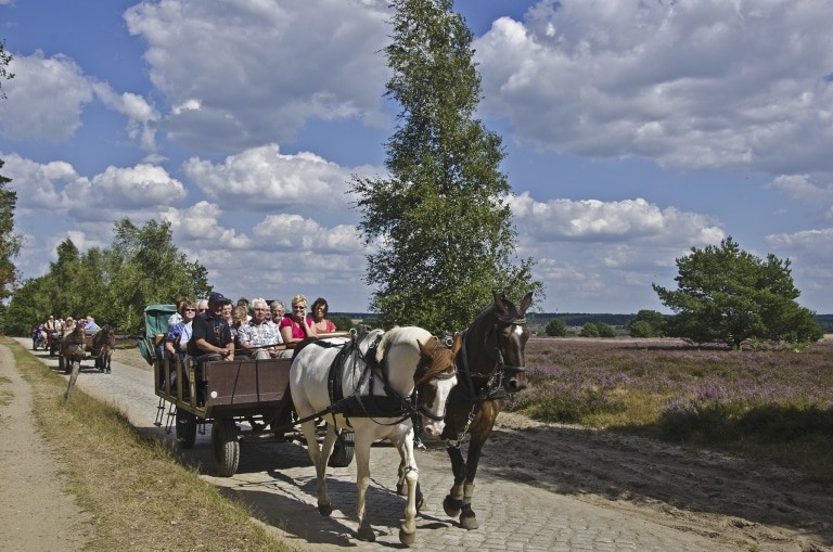 Kutschfahrt durch die blühende Heide. Foto: Naturpark Lüneburger Heide