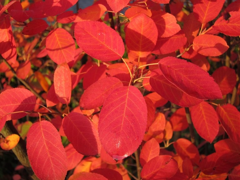 Herbstlaub der Felsenbirne