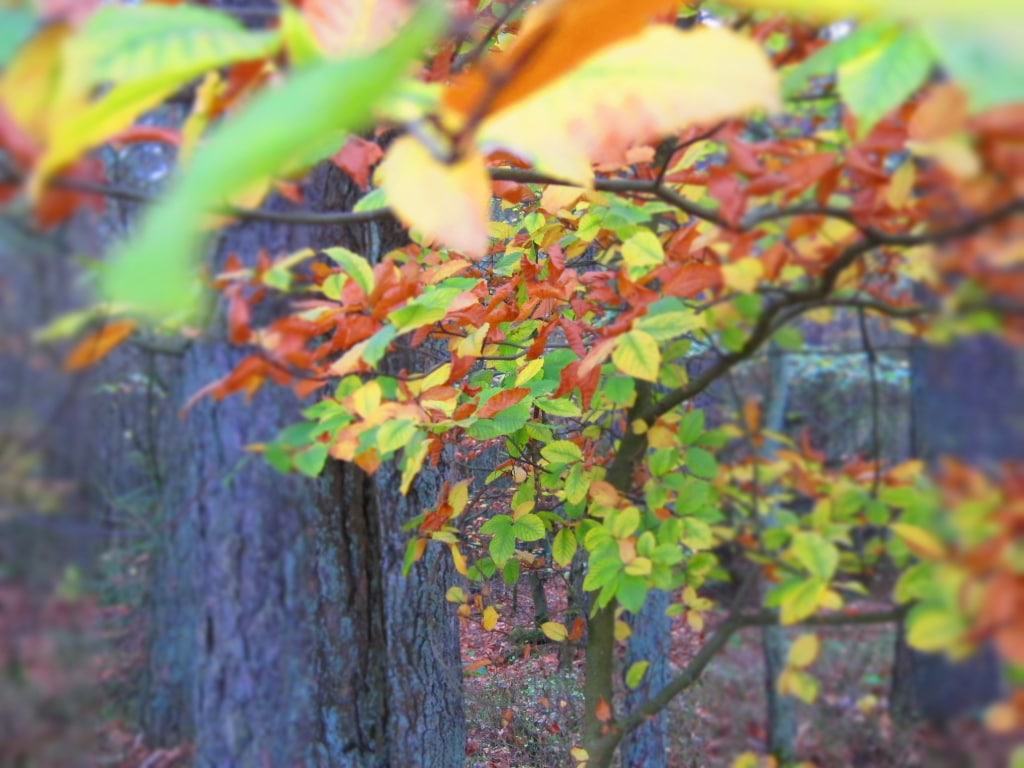 Laubverfärbung bei Rotbuchen im Naturpark Lüneburger Heide Herbstverfärbung des Buchenlaubes in der Lüneburger Heide
