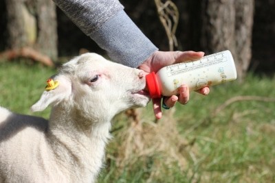 Weil die Mutter von Leineschaf-Lamm Flocke nicht genug Milch hatte, wird sie mit der Flasche großgezogen. Foto: Serengeti-Park Stiftung