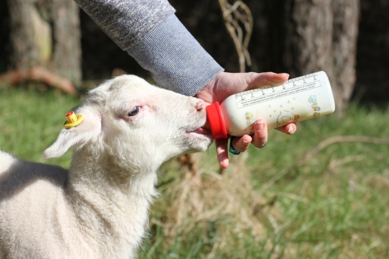 Weil die Mutter von Leineschaf-Lamm Flocke nicht genug Milch hatte, wird sie mit der Flasche großgezogen. Foto: Serengeti-Park Stiftung