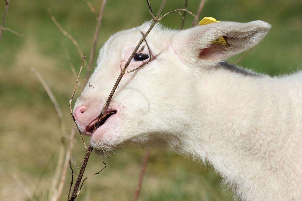 Flaschenlamm "Flocke" mag auch Zweige. Foto: Serengeti-Park Stiftung