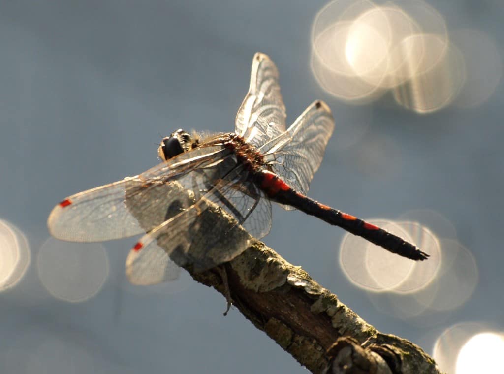 Libelle im Pietzmoor| schoene-heide.de Pietzmoor in Schneverdingen - Libelle