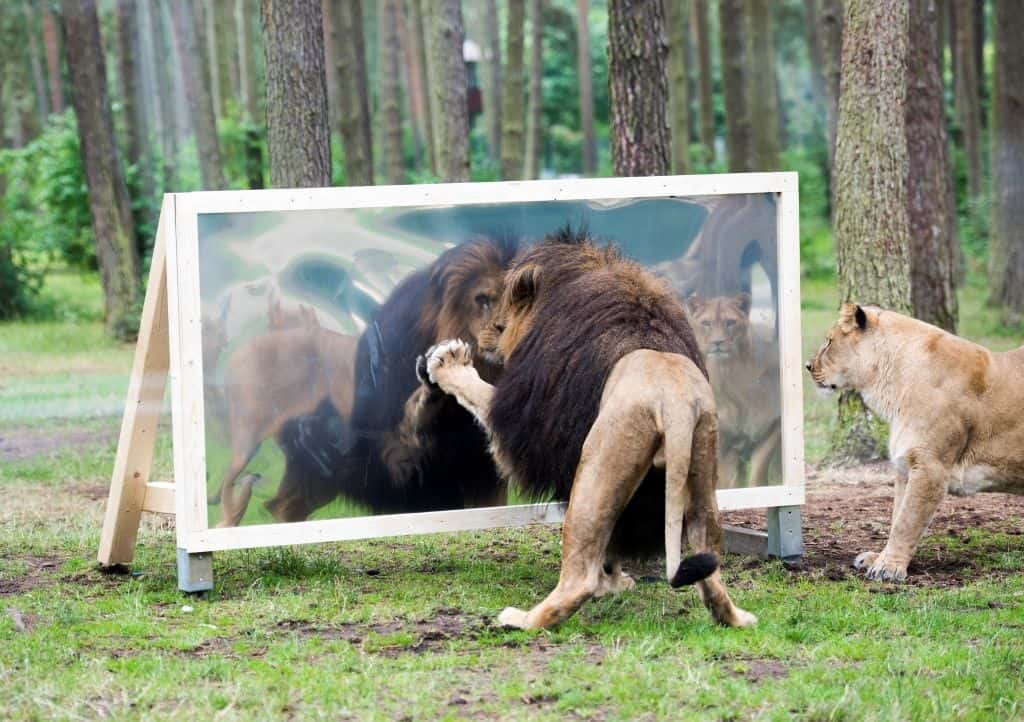 Löwenmännchen betrachtet sich im Spiegel, Foto Serengeti Park Hodenhagen 2015