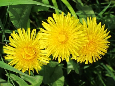 Blühender Löwenzahn (Taraxacum)