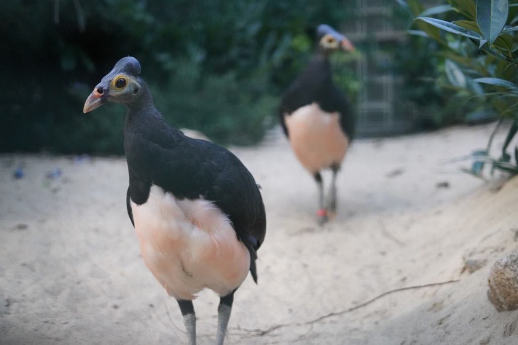 Maleo-Hühner aus Indonesien, Foto: Weltvogelpark Walsrode