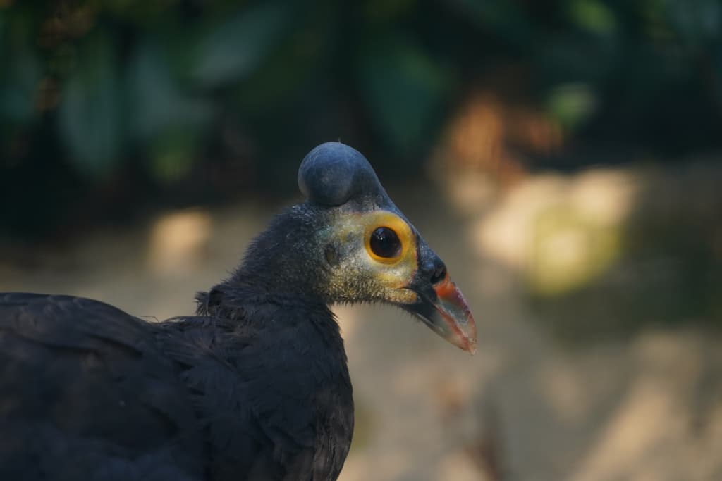 Maleo-Huhn (Kopf), Foto: Weltvogelpark Walsrode