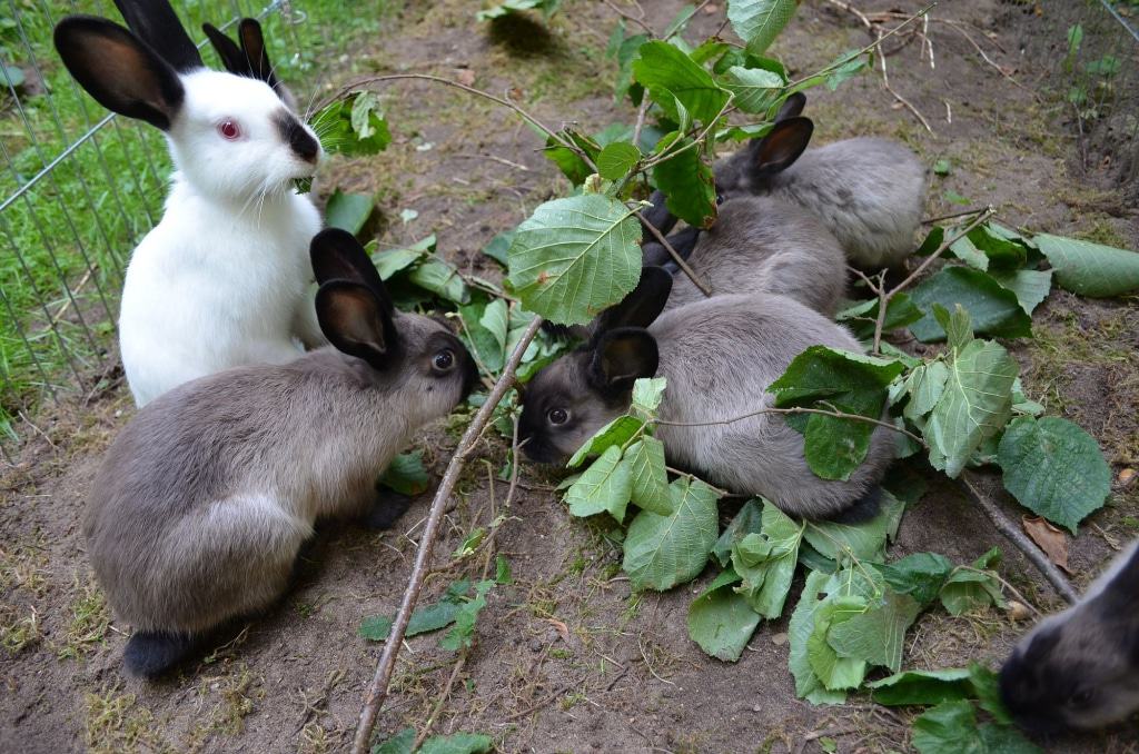 Diese Archetiere lieben Kinder besonders: die Marder-Kaninchen. Foto: Dr. M. Fortmann