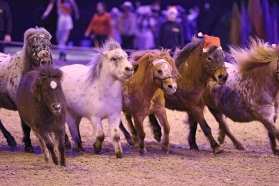 MiMaMo-Ponyherde, Foto: Fachausstellungen Heckmann