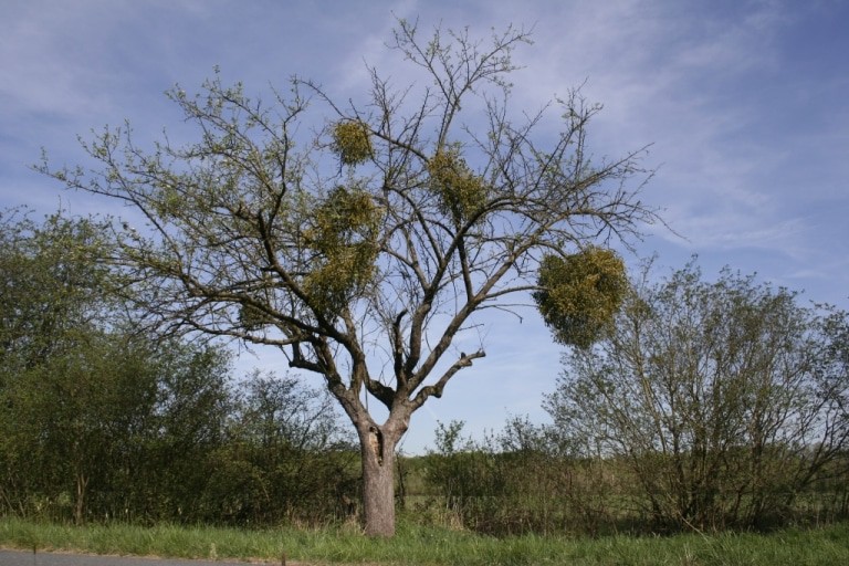 Von Laubholzmisteln befallener Obstbaum. Foto: NABU/Helge May