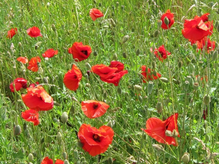Roter Mohn am Wegesrand