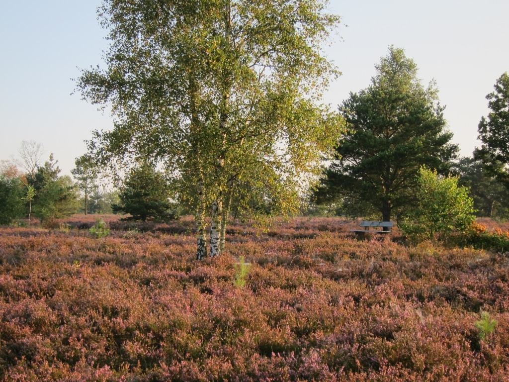 Morgenstimmung in der blühenden Osterheide bei Schneverdingen
