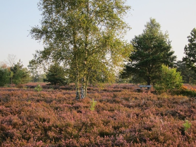 Morgenstimmung in der blühenden Osterheide bei Schneverdingen