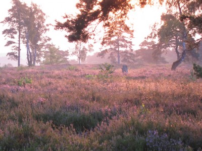 Morgenstimmung mit Sonnenschein in der Heide bei Soderstorf
