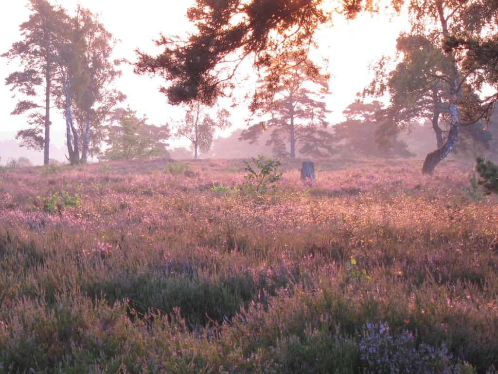 Morgenstimmung mit Sonnenschein in der Heide bei Soderstorf