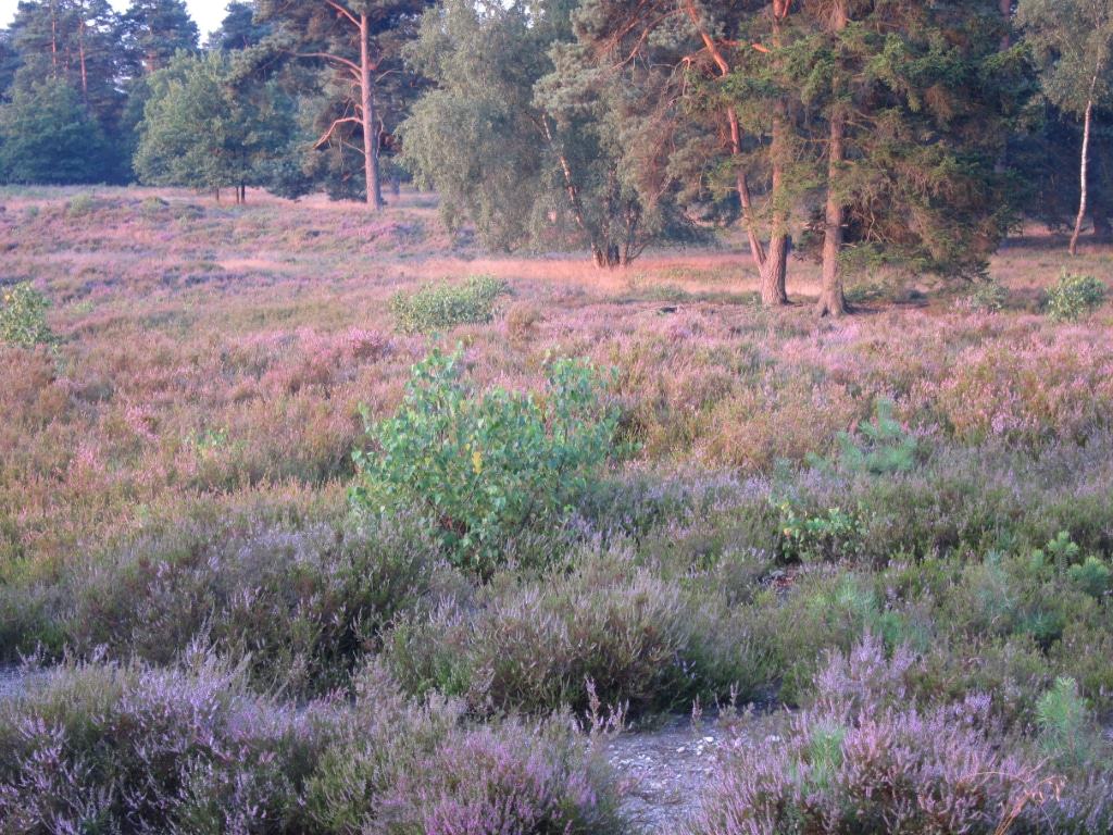 Lüneburger Heide - Schwindebecker Heide - blühende Heideflächen im Morgensonnenschein