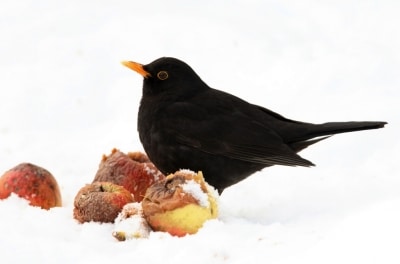 Amsel frisst Äpfel im Schnee, Foto: NABU/Stunde der Wintervögel/Frank Derer