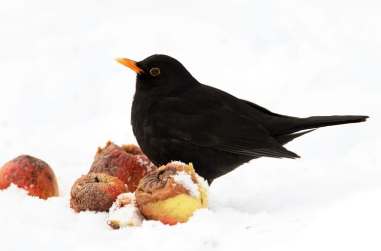 Amsel frisst Äpfel im Schnee, Foto: NABU/Stunde der Wintervögel/Frank Derer