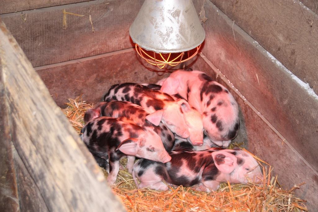 Ferkel der Bunten Bentheimer Schweine unter Rotlicht im Stall, Bild: FLMK