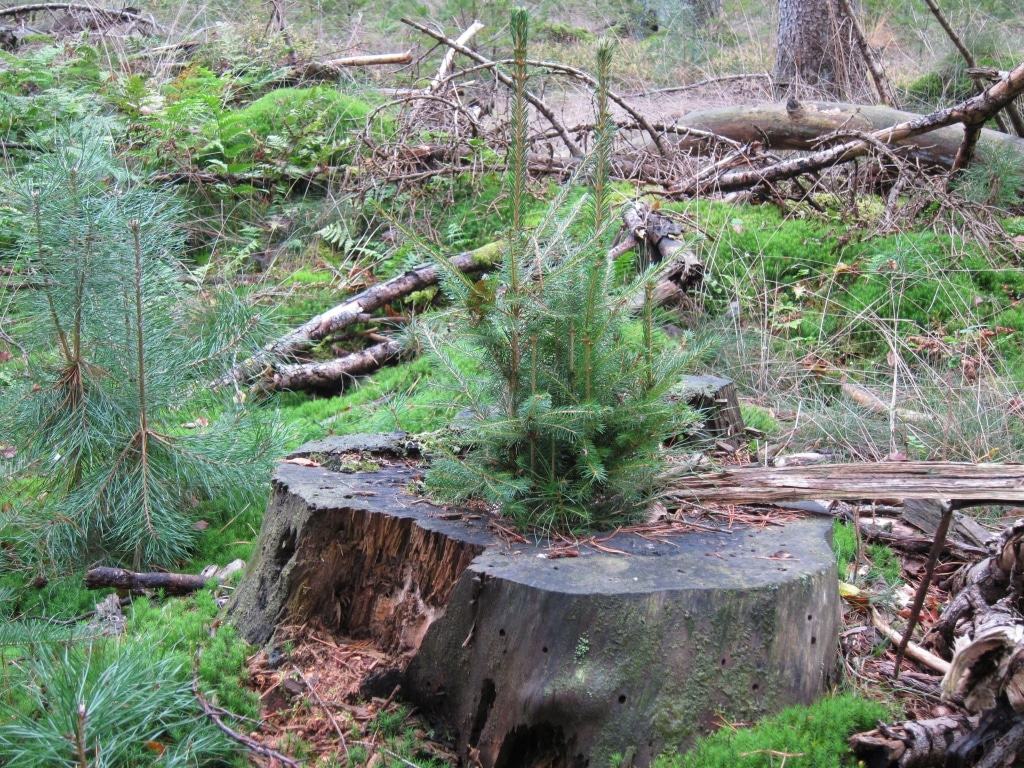 Im Lüßwald/Kreis Celle am Walderlebnispfad: Ein Beispiel für Naturverjüngung von Fichten