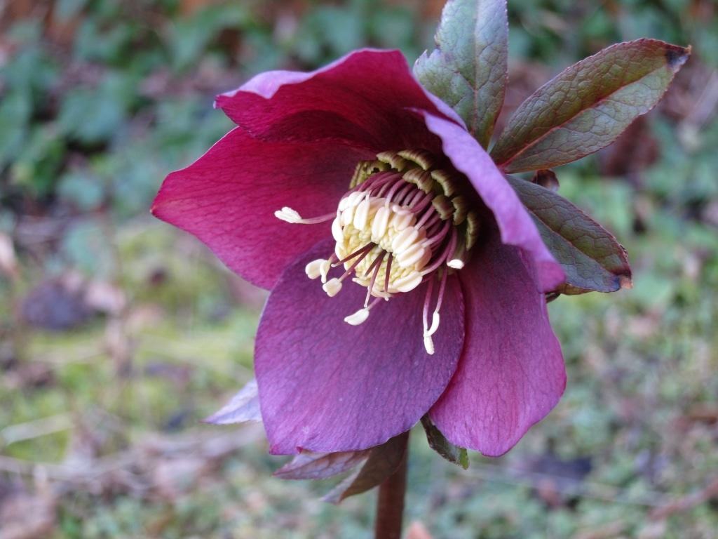 Christrose - Nieswurz - Helleborus
