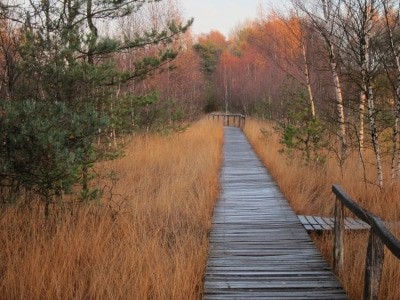 Novembermorgen im Pietzmoor in Schneverdingen
