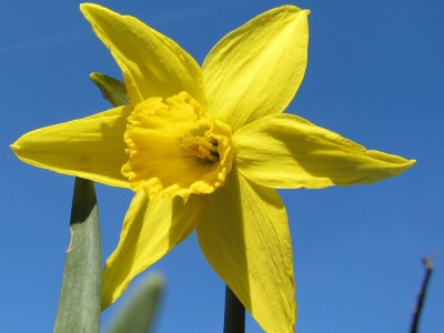Gelbe Narzisse (Narcissus pseudonarcissus) - Osterglocke