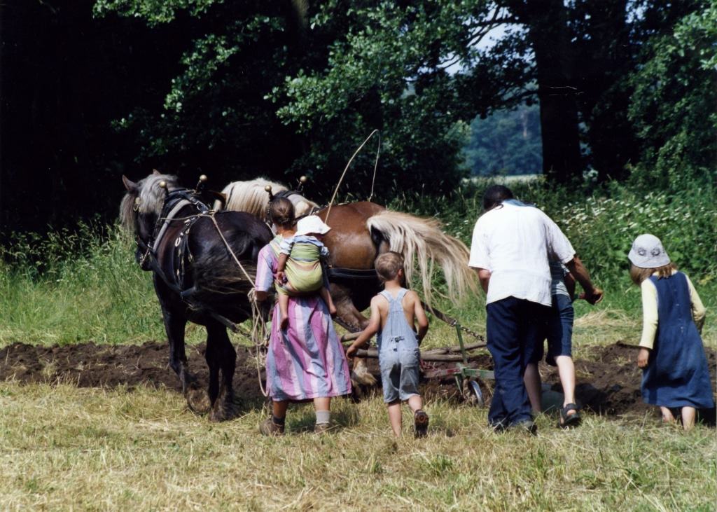 Beim Pflügen mit Kaltblutpferden können die Besucher auch selbst Hand anlegen. Foto: Rundlingsmuseum Wendlandhof Lübeln