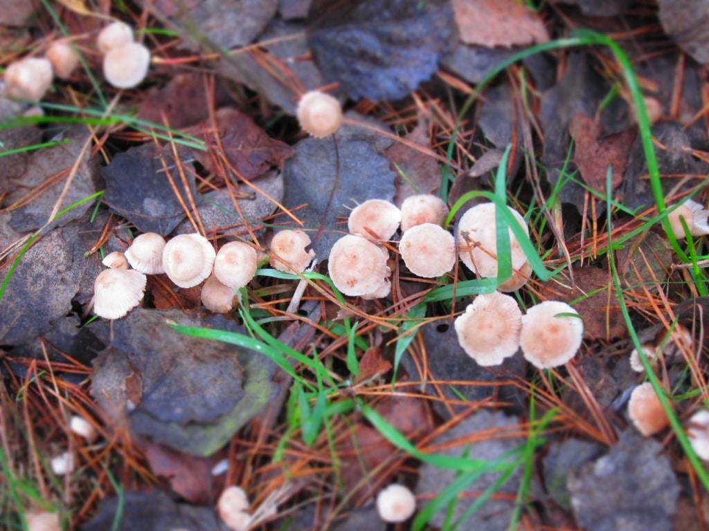 Pilze am Wegesrand im Herbstlaub Pilze wachsen zwischen Kiefernnadeln und Herbstlaub am Wegesrand