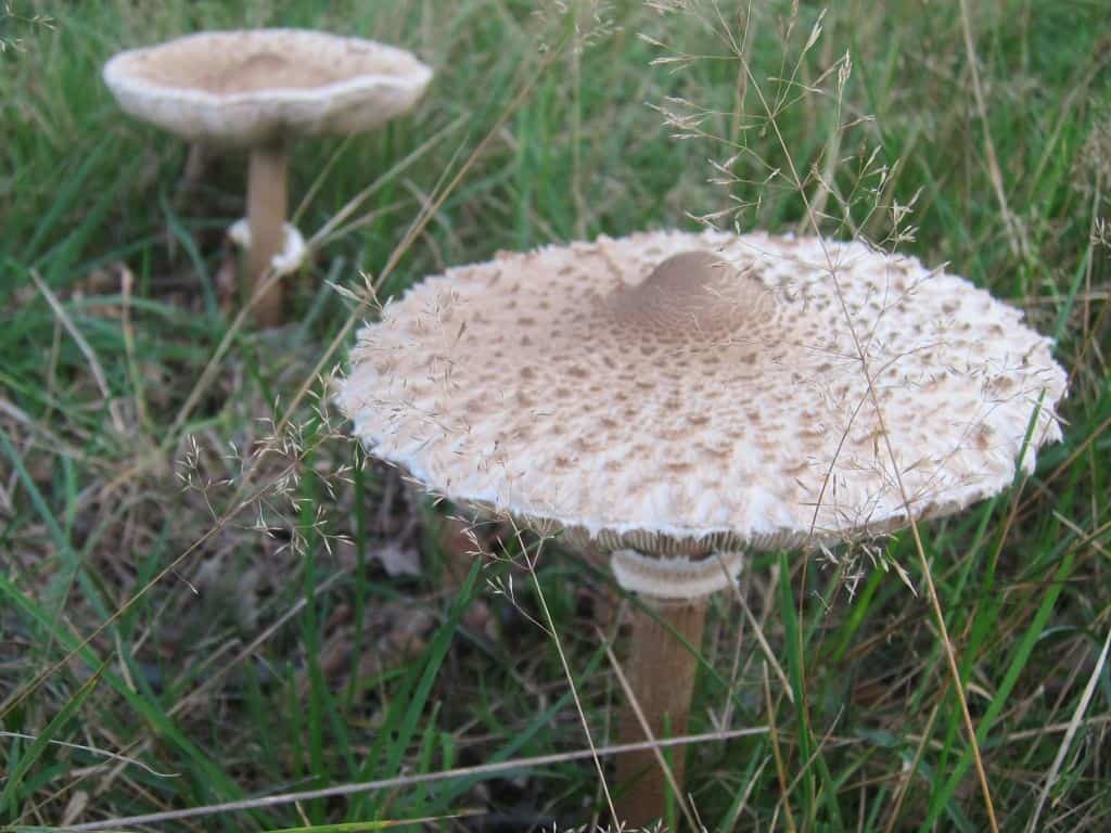 Zwei Pilze im hohen Gras am Wegrand