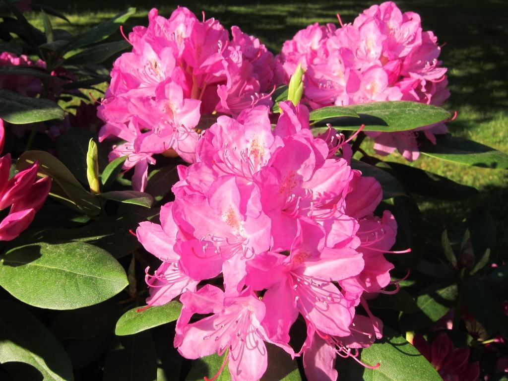 Pinkfarbene Rhododendronblüten