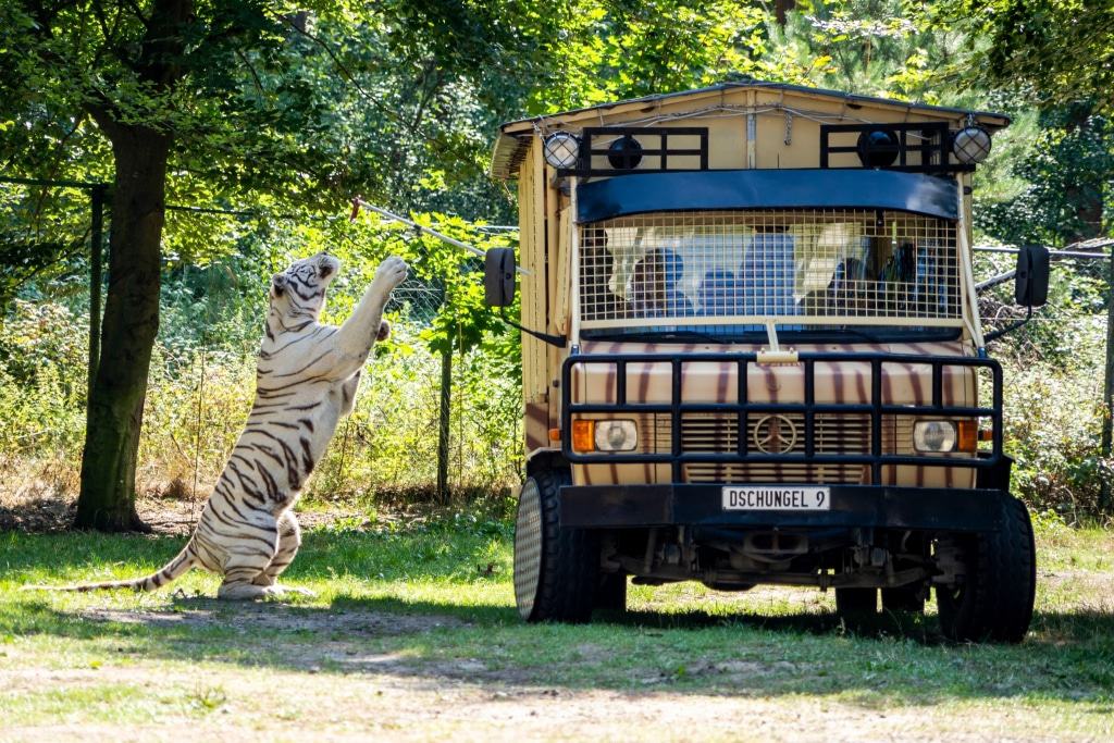 Die Raubtier-Safari startet zweimal täglich, pro Tour können max. 20 Personen teilnehmen. Foto: Serengeti-Park Hodenhagen