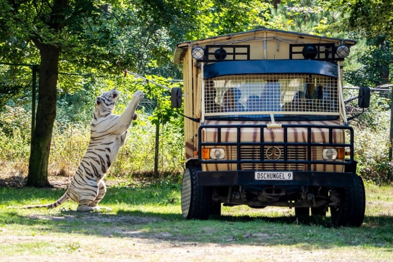 Die Raubtier-Safari startet zweimal täglich, pro Tour können max. 20 Personen teilnehmen. Foto: Serengeti-Park Hodenhagen