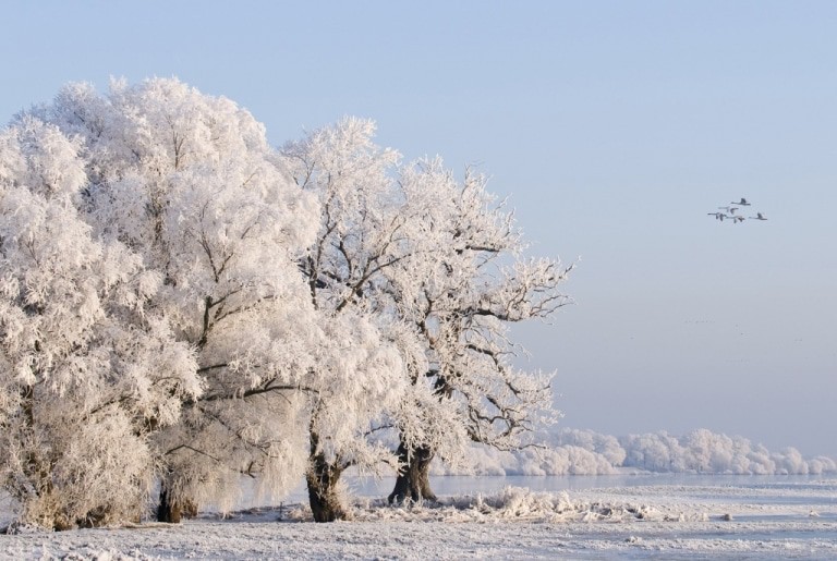 Winterliche Elblandschaft mit Raureif, Foto: Dieter Damschen