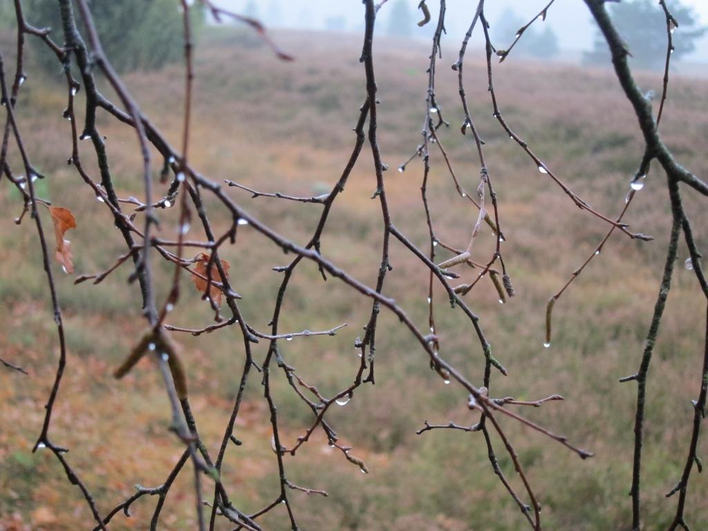 Regentropfen leuten auf Birkenzweigen Wie Glasperlen leuchten die Regentropfen auf den Birkenzweigen