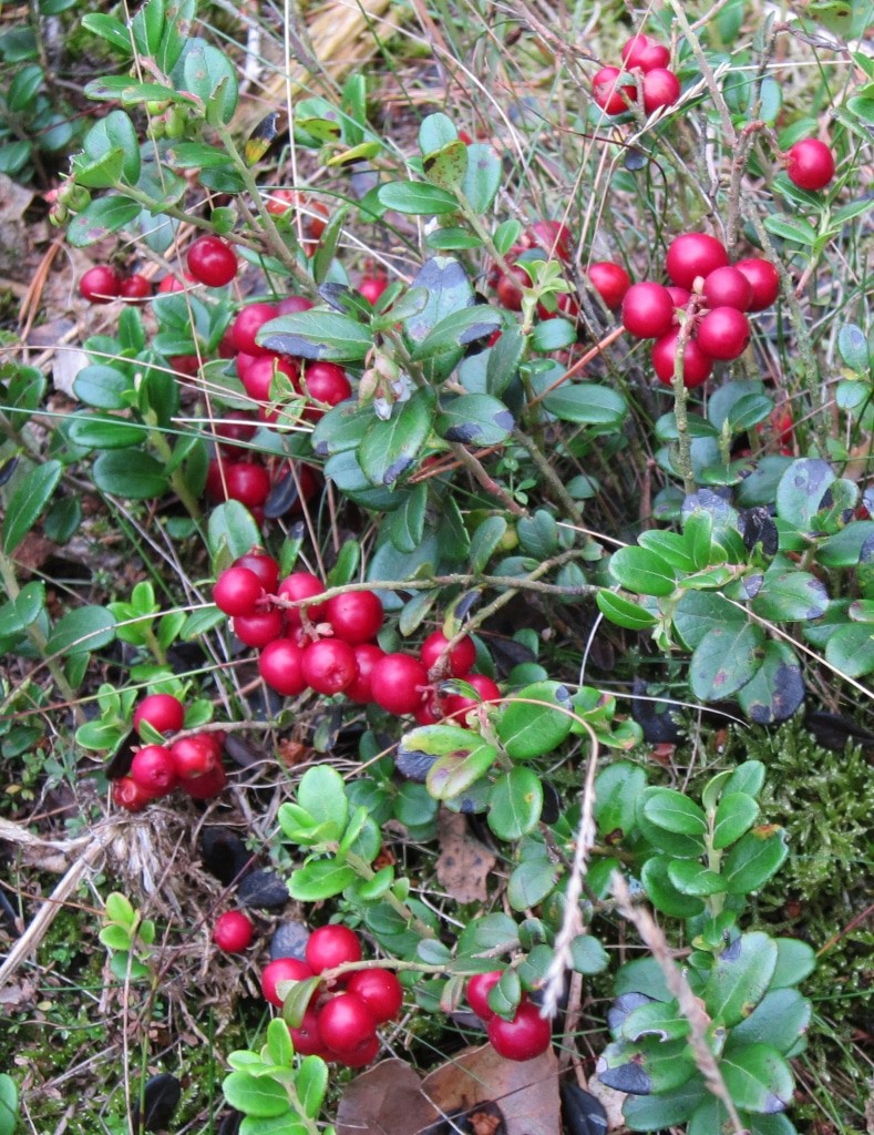 Reife Preiselbeeren (Kronsbeeren) leuchten rot am Wegesrand in der Misselhorner Heide.