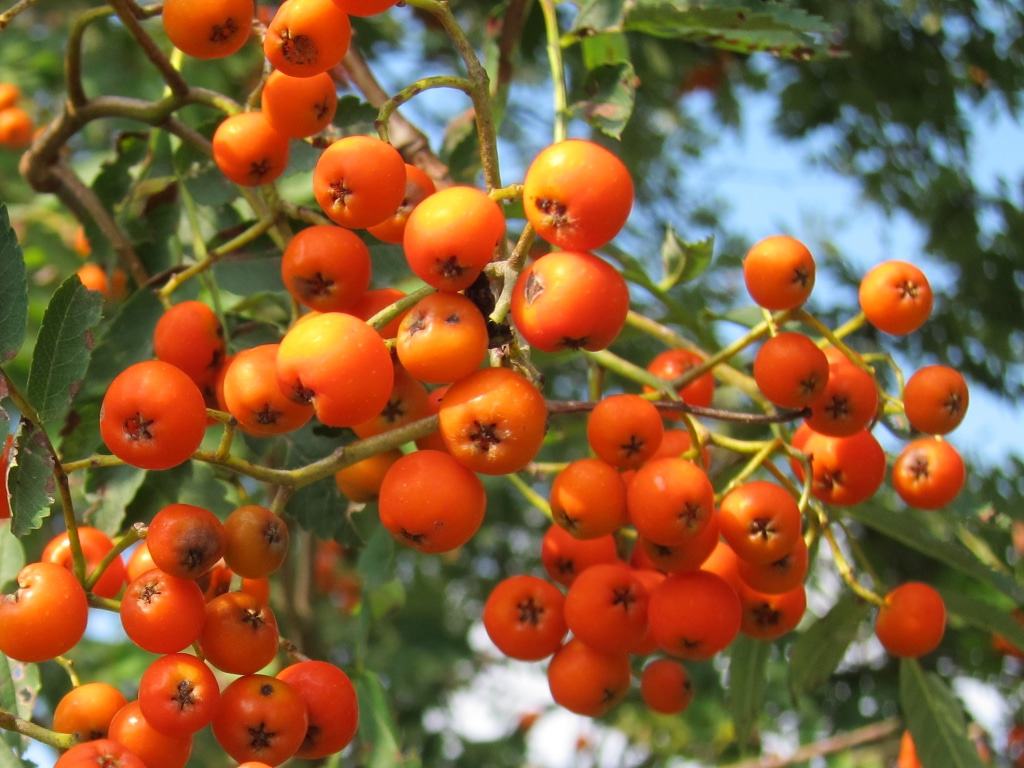 Reife Beeren der Eberesche (Sorbus aucuparia)