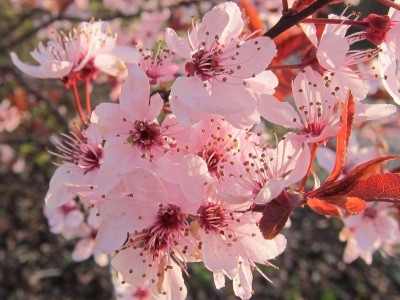 Zartrosa Blütenpracht im Frühling