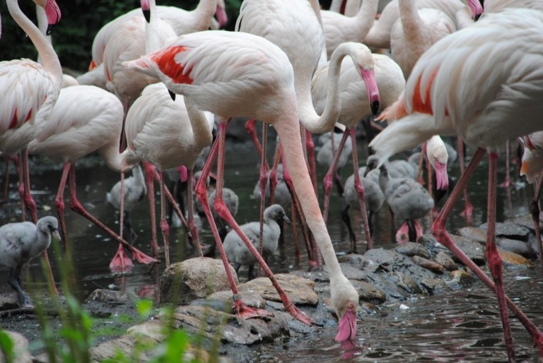 Bei den Flamingos leben die Küken in richtiggehenden Kindergärten und werden von den erwachsenen Tieren vor Feinden geschützt. Foto: Weltvogelpark Walsrode
