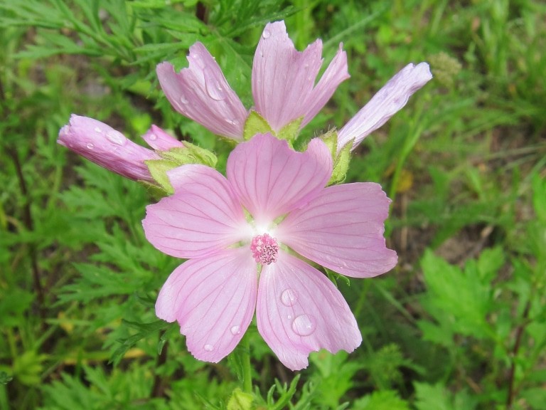 Rosa blühende wilde Malve