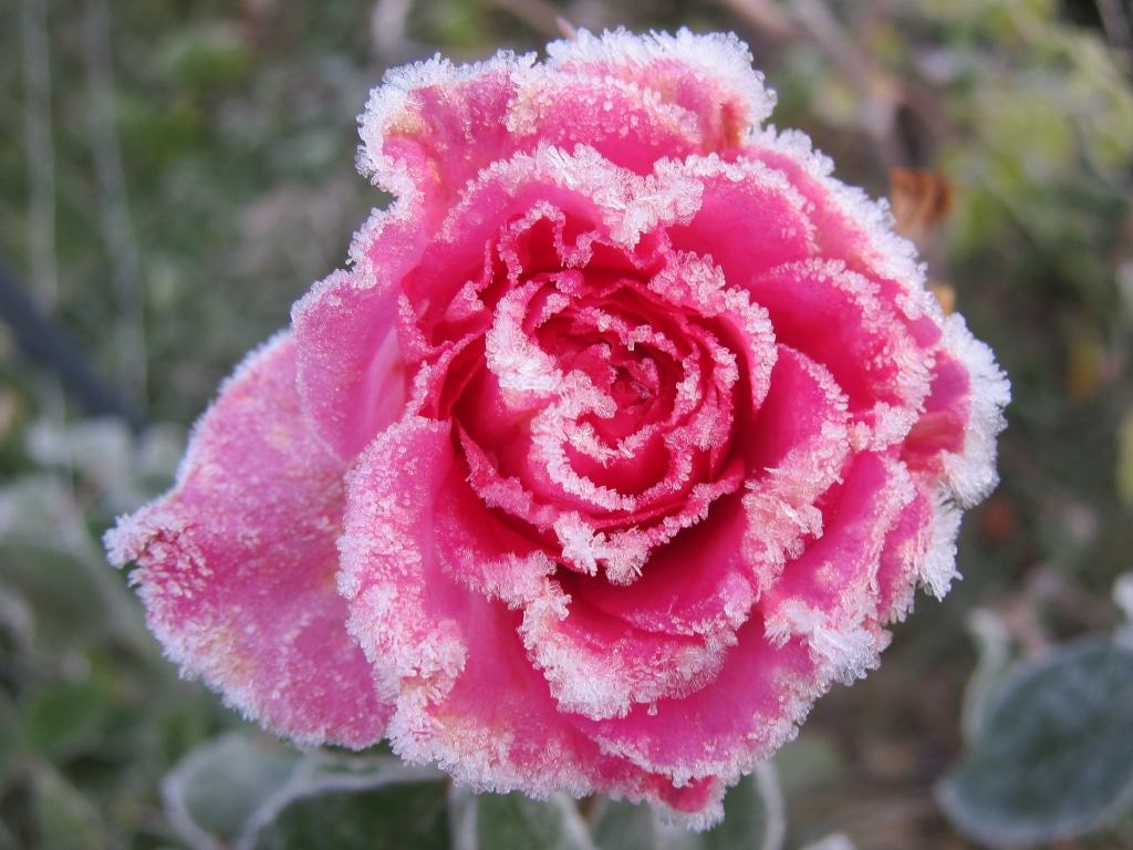 Rosenblüte mit Raureif