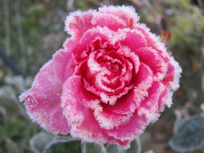 Rosenblüte mit Raureif