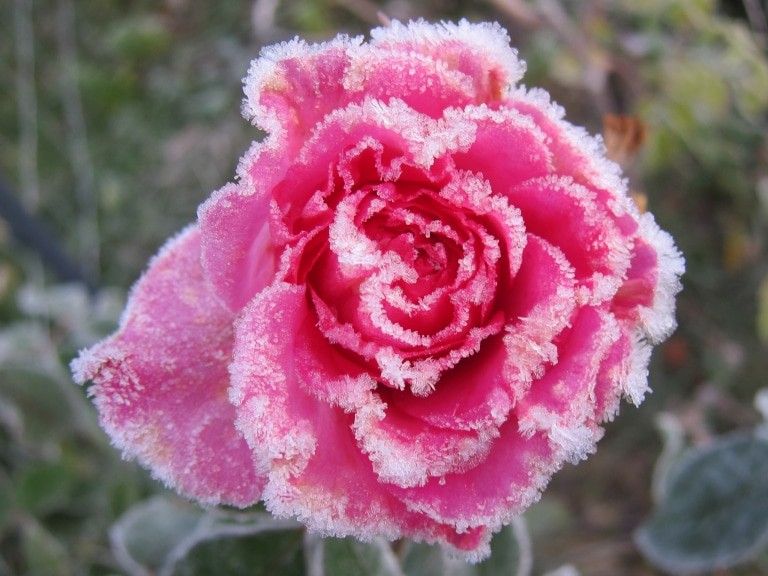 Rosenblüte mit Raureif