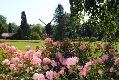 Foto Weltvogelpark Walsrode Rosenblüte 2015