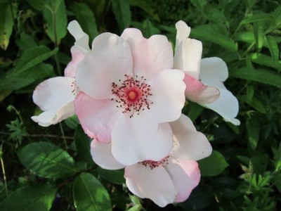 Rosenblüten