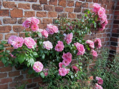 Rosa blühende Rosen vor Ziegelsteinmauer